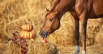 Pferdeversicherung braunes Pferd neben herbstlicher Dekoration und Stroh frisst einen Apfel