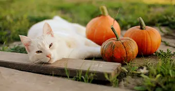 Katzenversicherung Katze liegt im Garten neben drei Kürbissen