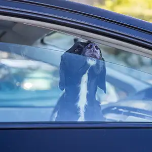 Hund sitzt bei der Sommerhitze im Auto