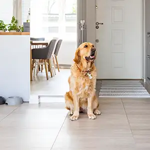 Hund sitzt in der Küche im neuen Zuhause