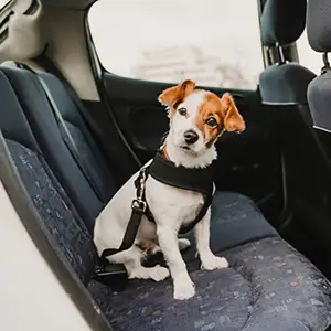 Hund im Auto: wichtige Tipps für die Autofahrt