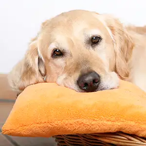 Kranker Hund liegt auf einem Kissen