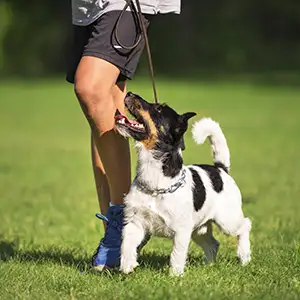 Hund lernt das Laufen an der Leine