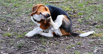 Hund leidet unter Flöhen kratzt sich