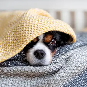 Hund mit einer Halsentzündung liegt unter der Wolldecke