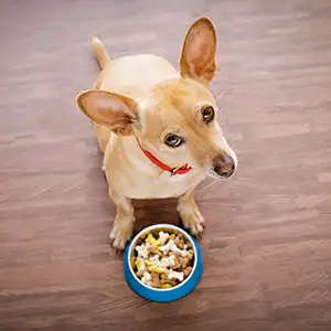Magenprobleme bei Hunden Hund sitzt vor dem Futternapf und möchte ncht fressen