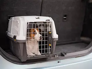 Hund im Auto: wichtige Tipps für die Autofahrt