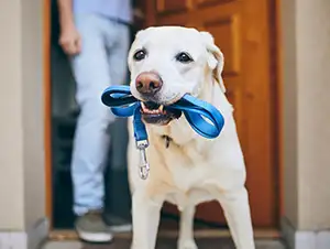 Fremdhüter in der Hundehaftpflicht Der Hund wird vom Nachbar betreut