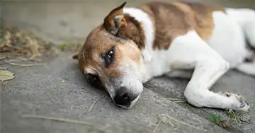 Apathischer Hund leidet unter einem Abszess