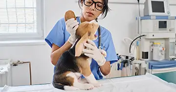 Tierärztin untersucht das Blutohr beim Hund