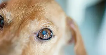 Augen eines erblindeten Hundes