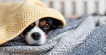 Hund liegt mit Halsschmerzen unter der Wolldecke