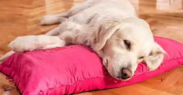 Kranker Hund liegt auf der Decke