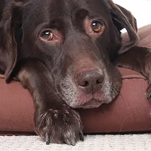 Der Hund ist krank
