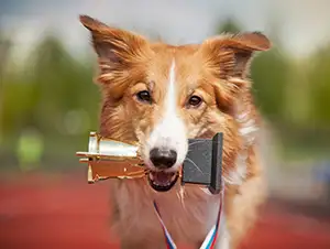 Testsieger lt. Ökotest in der Hunde OP Versicherung Hund übergibt Pokal