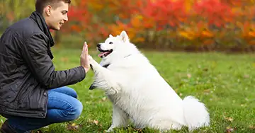 Junder Mann übt Tricks mit seinem Hund