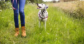 Frau geht mit ihren Hund ohne Leine auf dem Feldweg spazieren 