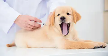 Hund bekommt die Impfung vom Tierarzt