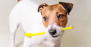 Hund mit Zahnbürste im Maul