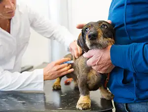 Hund bekommt die Impfung vom Tierarzt