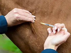 Das Pferd bekommt eine Impfung