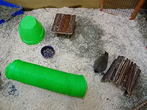 Kaninchen sitzt im Stall mit Spielzeug
