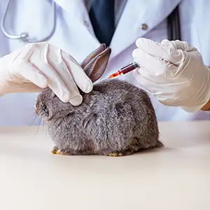 Tierärztin nimmt einem Kaninchen Blut ab für eine Blutuntersuchung