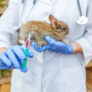 Das Kaninchen bekommt die Impfung gegen Chinaseuche