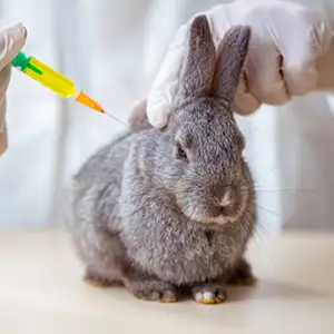 Impfungen bei Kaninchen Zwergkaninchen erhält eine Spritze beim Tierarzt