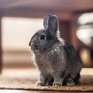 Kaninchen sitzt unter dem Wohnzimmertisch