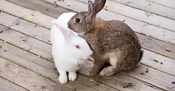 Zwei Kaninchen vor dem Kampf