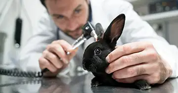 Tierarzt untersucht die Kaninchenohren