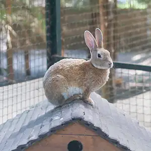 Kaninchen sitzt auf dem Hozhäuschen im Stall