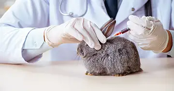 Das Kaninchen bekommt Blut beim Tierarzt abgenommen