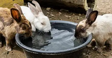 Kaninchen trinken im Sommer aus dem Wassernapf