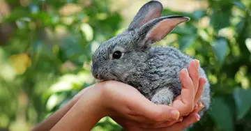 Beliebte Kaninchenrassen Kaninchen wird in den Händen gehalten