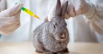 Wichtige Impfungen für Kaninchen Kaninchen sitzt auf dem Behandlungstisch und erhält eine Spritze vom Tierarzt
