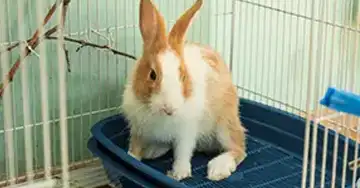 Kaninchenkot Kaninchen sitzt auf der Kleintiertoilette