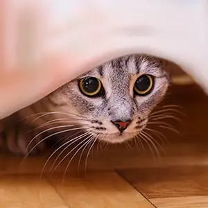Meine Katze hat Angst: Tipps für ängstliche Katzen