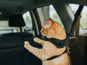 Die Katze fährt mit im Auto