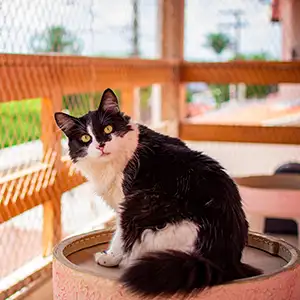 Katze sitzt auf dem gesicherten Balkon