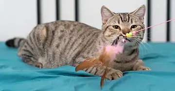 Katze spielt mit der Angel