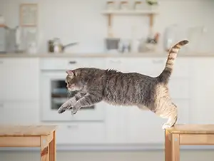 Katze springt