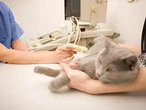 Die Tierärztin führt eine Ultraschalluntersuchung durch