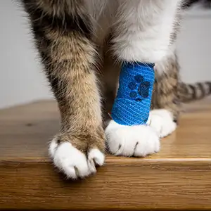 Katze trägt einen Verband um das verletzte Bein