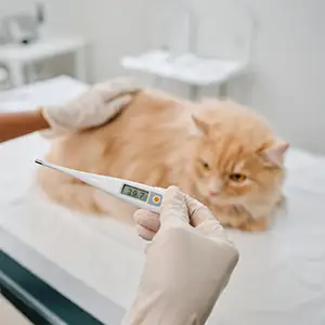 Fieber bei Katzen - Ursachen, Symptome, Behandlung Das Thermometer zeigt Fieber bei der Katze an
