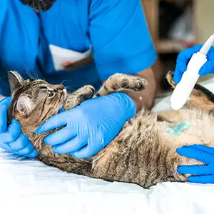 Tierarzt führt einen Ultraschall bei der Katze durch