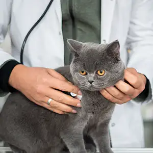 Tierarzt untersucht die Katze