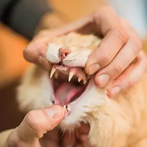 Tierarzt untersucht FORL bei der Katze