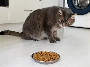 Katze sitzt vor dem vollen Futternapf